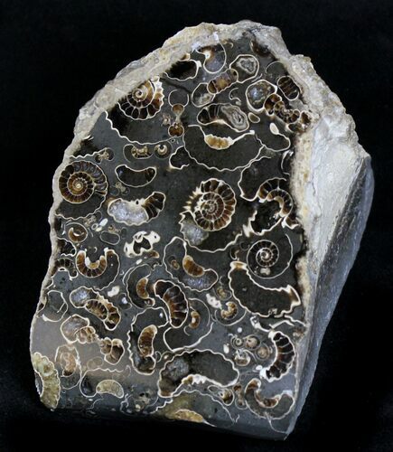 Polished Ammonite Fossils - Marston Magna Marble #22093